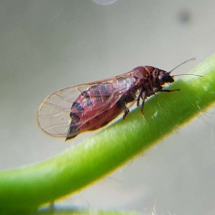 Birnblattsauger erste Schädlinge entdeckt 2017