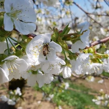 k-Kirschblüte mit Biene