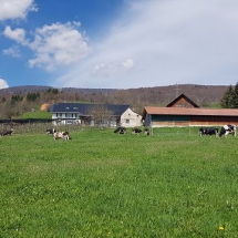 k-Kühe erste Weide 2018